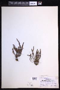 Oreogrammitis hirtella image