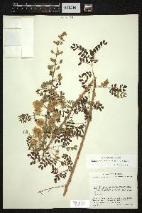 Mimosa adenantheroides image