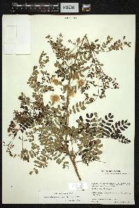 Mimosa adenantheroides image