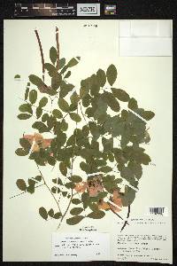 Senna pallida var. geminiflora image