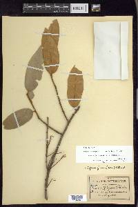 Prunus ferruginea image