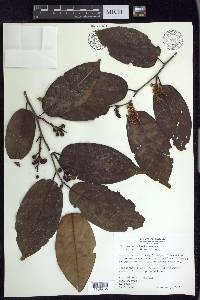 Prunus annularis image