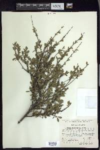 Prunus microphylla image