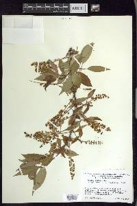 Prunus serotina subsp. capuli image