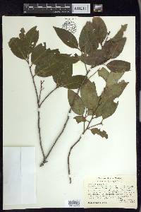 Prunus brachybotrya image
