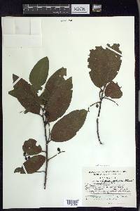 Prunus brachybotrya image