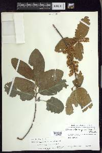 Prunus ferruginea image