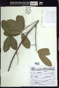 Prunus ferruginea image