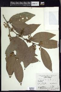 Prunus brachybotrya image