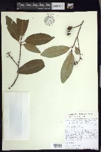 Prunus brachybotrya image