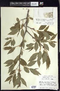 Prunus serotina var. capuli image