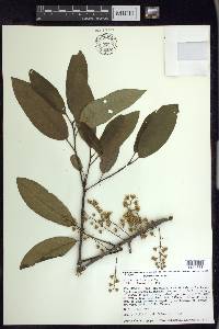 Prunus cortapico image