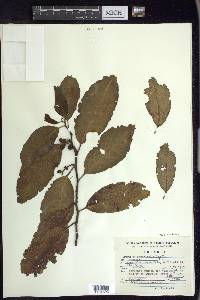 Prunus brachybotrya image