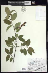 Prunus capuli image