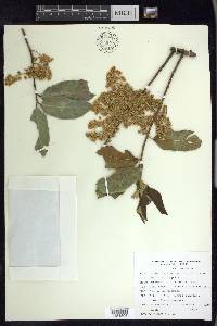 Prunus ferruginea image