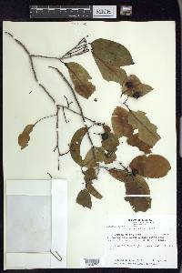 Prunus myrtifolia image