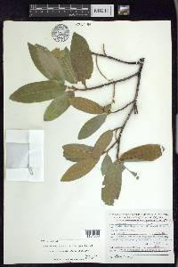 Prunus ferruginea image