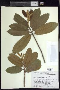 Prunus ferruginea image