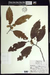 Prunus brachybotrya image