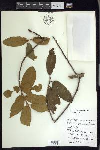 Prunus ferruginea image