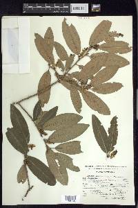 Prunus brachybotrya image