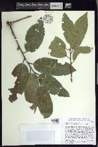 Prunus cortapico image