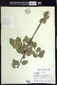 Prunus ilicifolia subsp. ilicifolia image