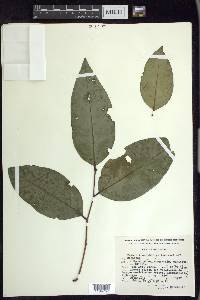 Prunus brachybotrya image