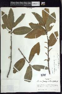 Prunus ferruginea image