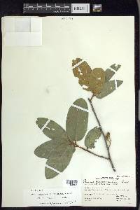 Prunus ferruginea image
