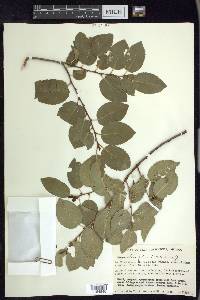 Prunus ilicifolia image