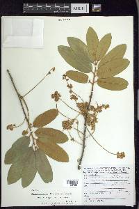 Prunus ferruginea image