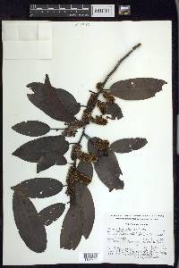 Prunus brachybotrya image