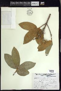 Prunus ferruginea image