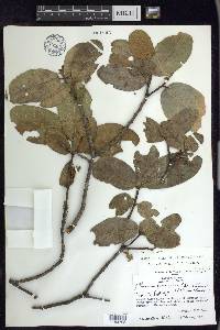 Prunus ferruginea image