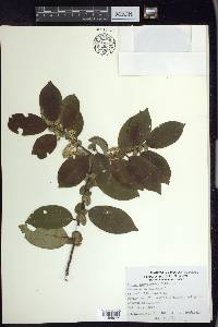 Prunus samydoides image