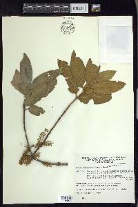 Prunus ferruginea image