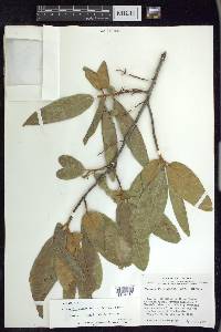 Prunus ferruginea image