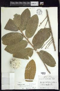 Prunus ferruginea image