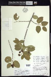 Prunus ilicifolia image