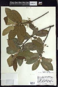 Prunus ferruginea image