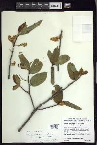 Prunus ferruginea image