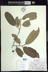 Prunus brachybotrya image