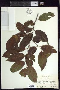 Prunus brachybotrya image