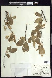 Prunus virginiana var. melanocarpa image