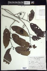 Prunus brachybotrya image