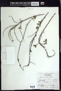 Prunus microphylla image