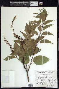 Prunus capuli image