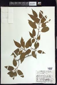 Prunus rhamnoides image
