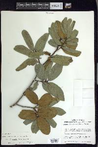 Prunus ferruginea image